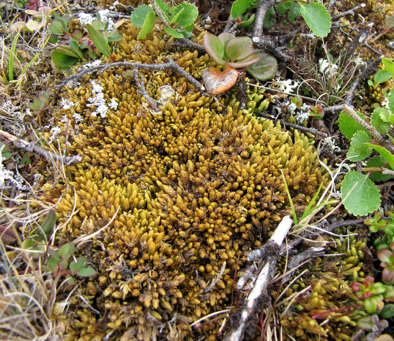 Aulacomnium turgidum